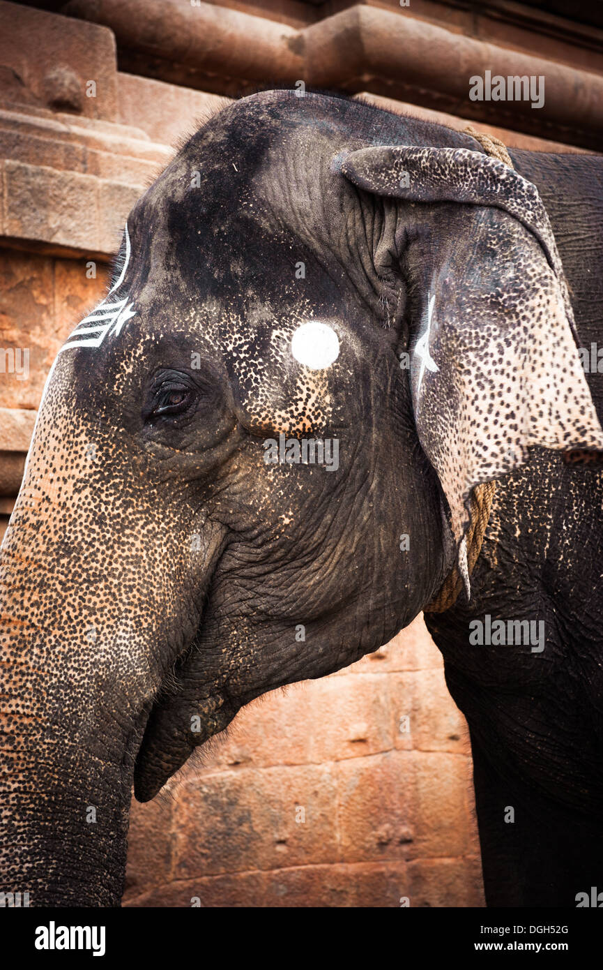 Elefante dipinto con simboli religiosi benedizioni pellegrini al tempio indù. India del sud, Tamil Nadu Foto Stock