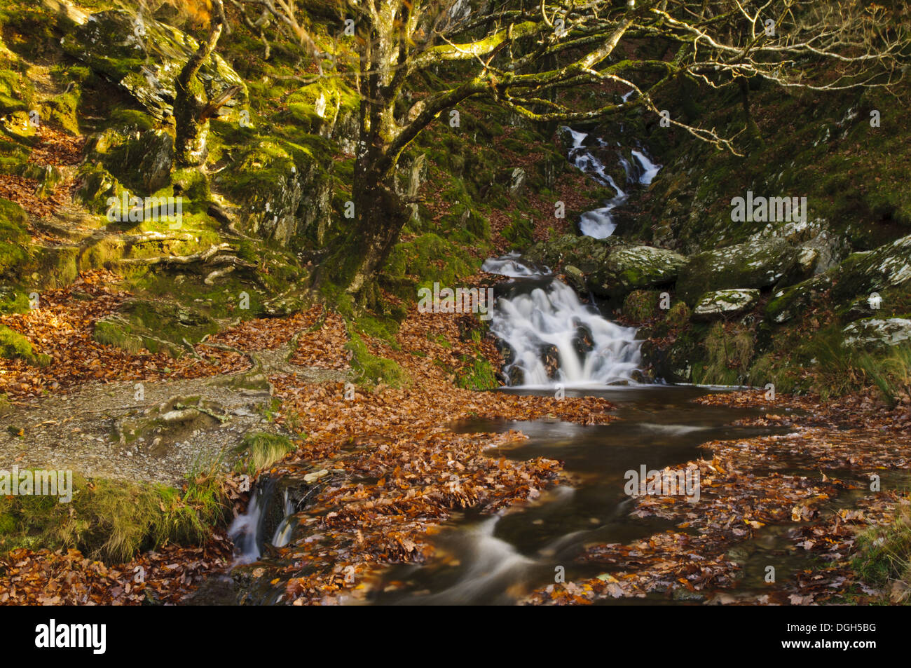 Cascate sul torrente Nant Dolfolau tumbling giù collina in Garreg Ddu serbatoio Elan Valley vicino a Rhayader Powys Galles Foto Stock