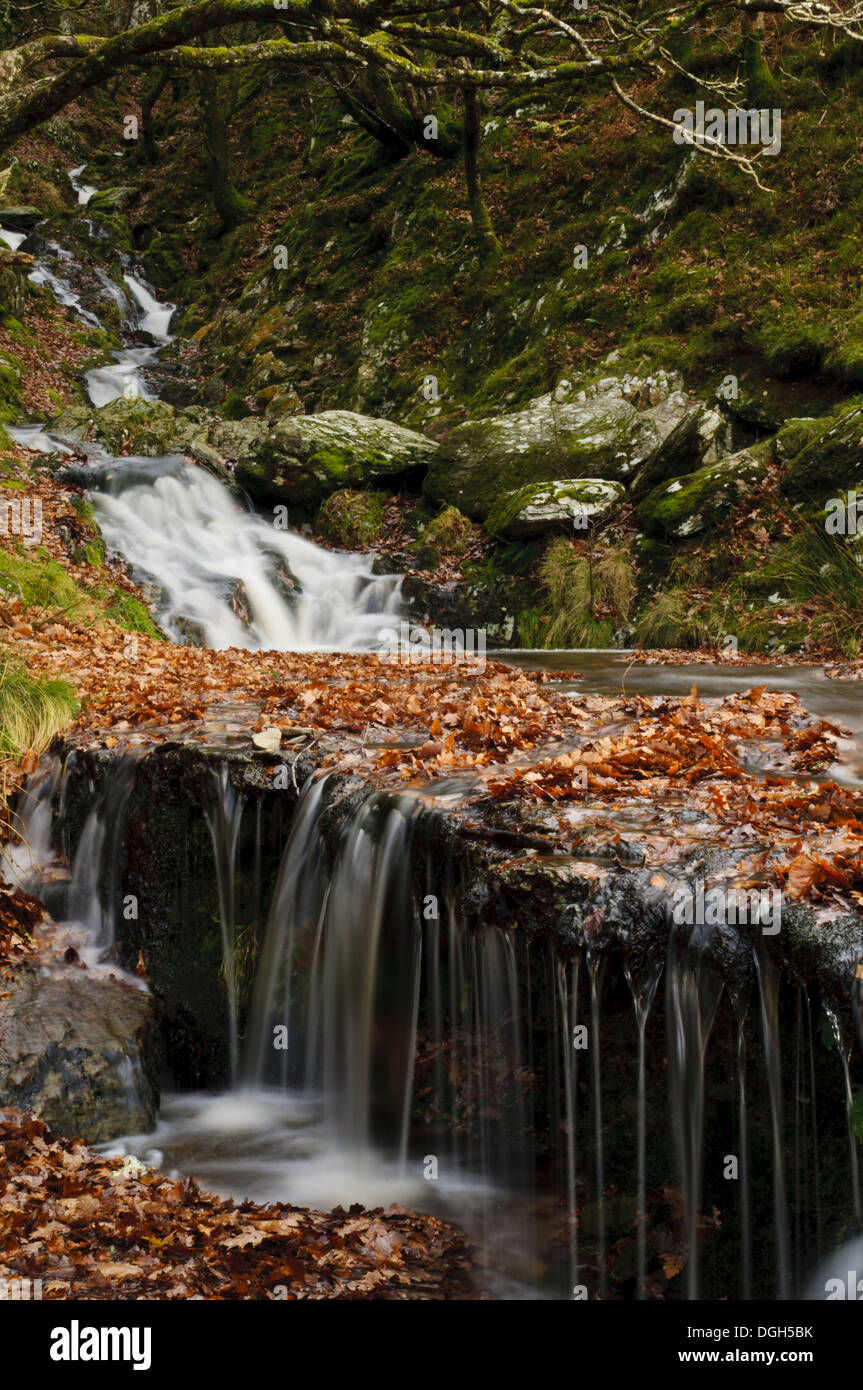 Cascate sul torrente Nant Dolfolau tumbling giù collina in Garreg Ddu serbatoio Elan Valley vicino a Rhayader Powys Galles Foto Stock