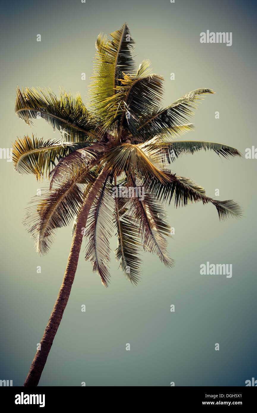 Coconut Palm tree isolate su cielo tropicale. Immagine in stile vintage. India Foto Stock