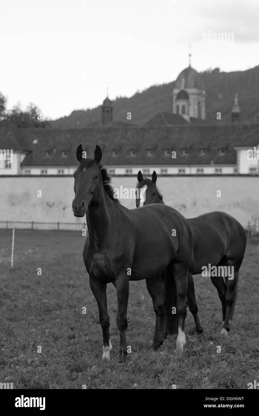 Einsiedler Abbazia di Einsiedeln cavallo raro animale Foto Stock