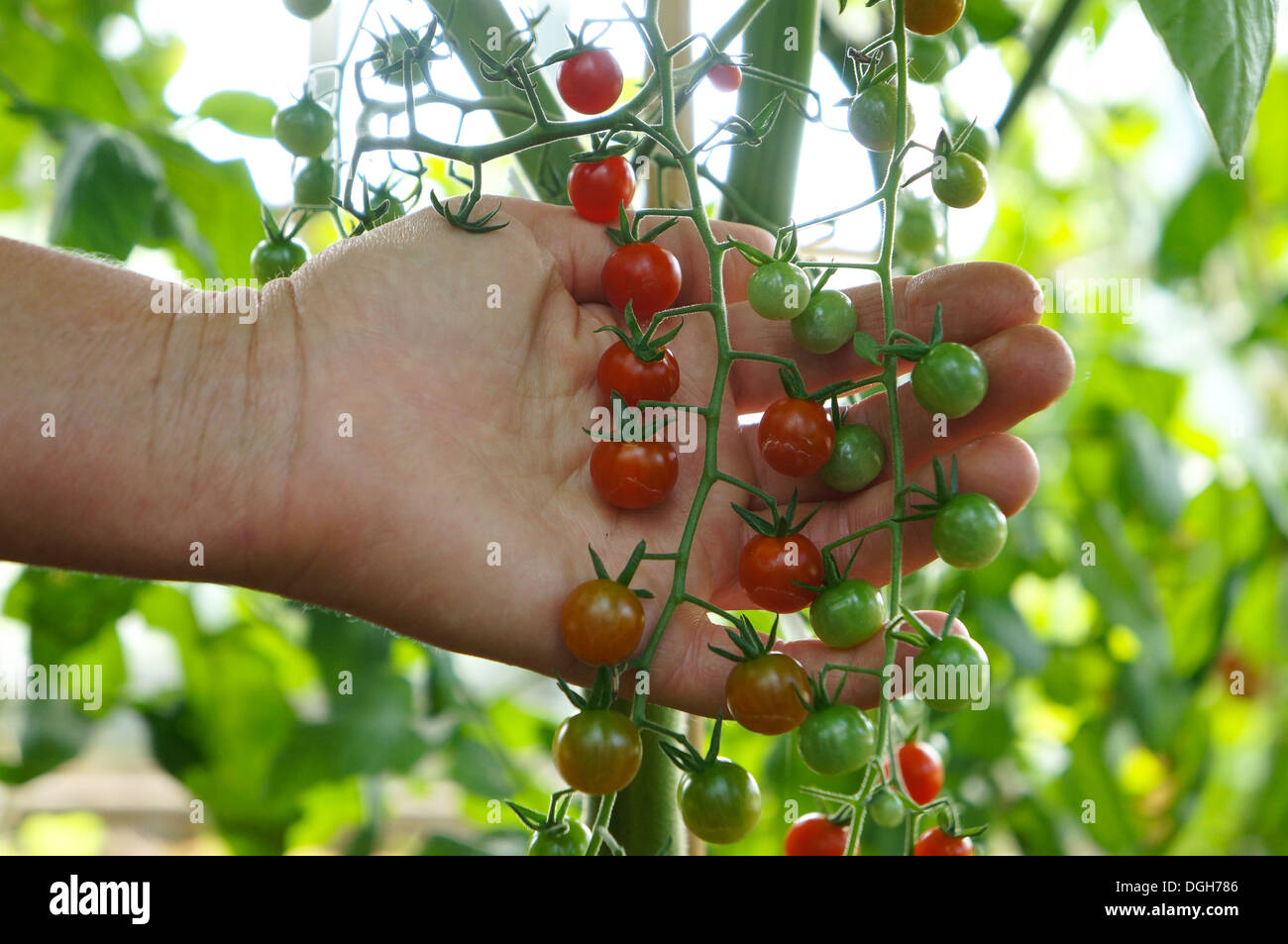 Pisello dolce ciliegia pianta di pomodoro Foto Stock