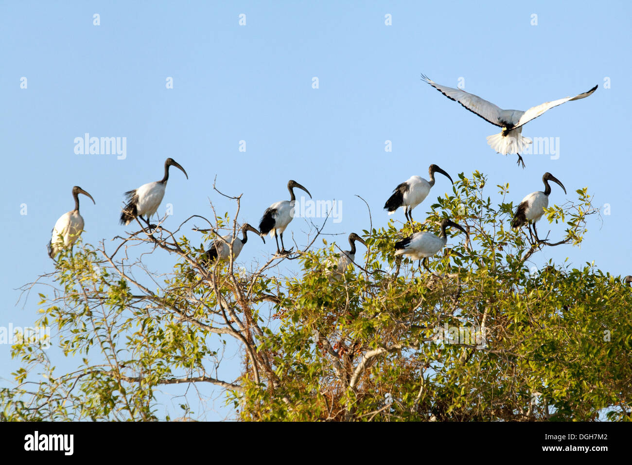 Un gregge di africani ibis sacri volatili ( Threskiornis aethiopicus ), Mosi oa Tunya National Park, Zambia africa Foto Stock