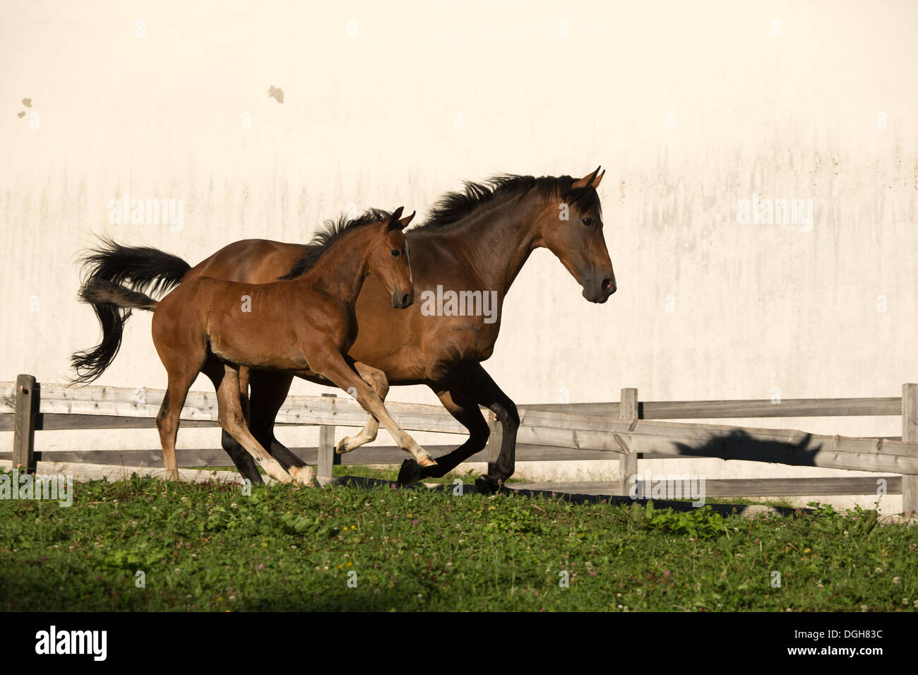 Einsiedler Abbazia di Einsiedeln cavallo raro animale Foto Stock
