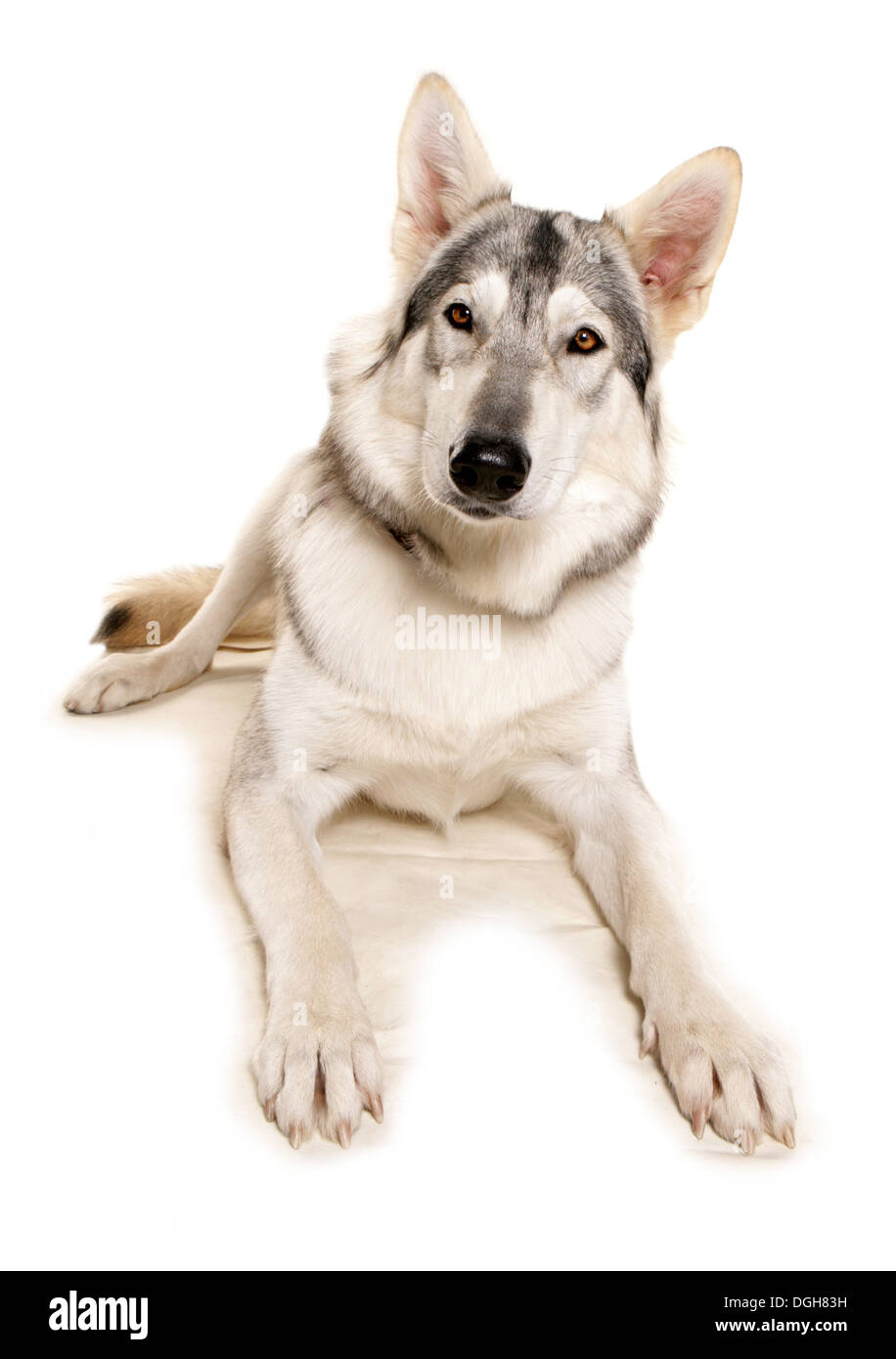 Northern Inuit posa del cane in un studio Foto Stock