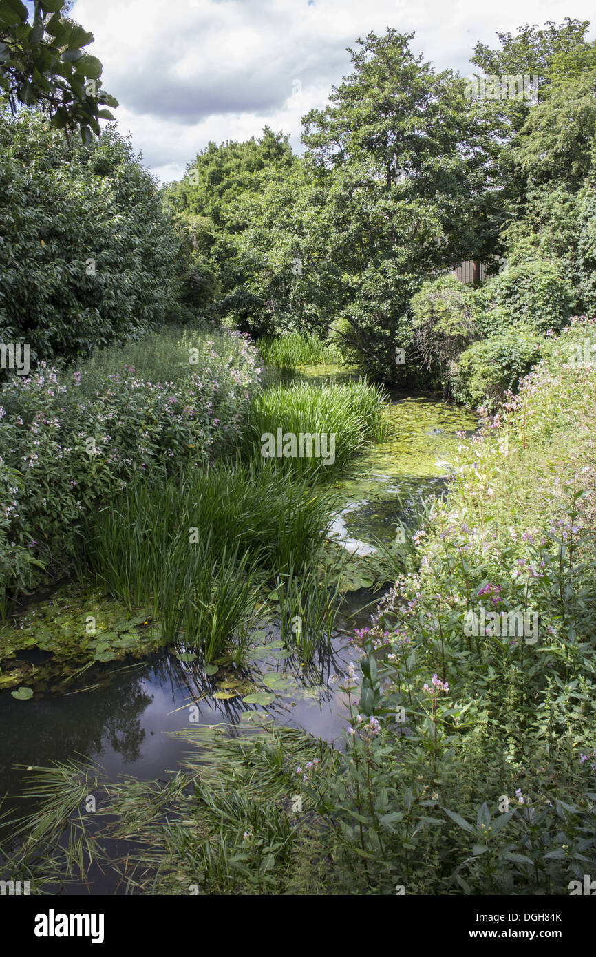 Il fiume Gipping a Stowmarket Suffolk. A metà estate e il flusso di fiume è bassa con un sacco di vegitation crescente nel lento Foto Stock