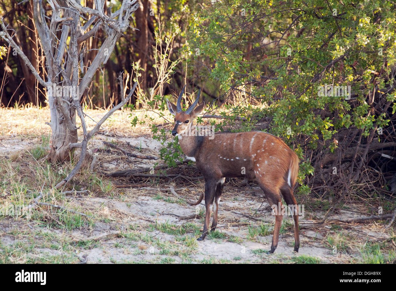 Un maschio adulto Bushbuck, la sottospecie Imbabala, ( Tragelaphus sylvaticus ), Mosi oa Tunya National Park, Zambia Africa Foto Stock