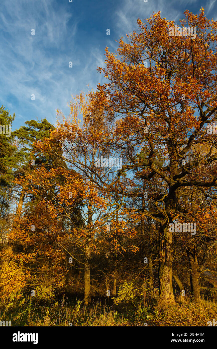 Paesaggio autunnale con rovere coperti da foglie di giallo Foto Stock