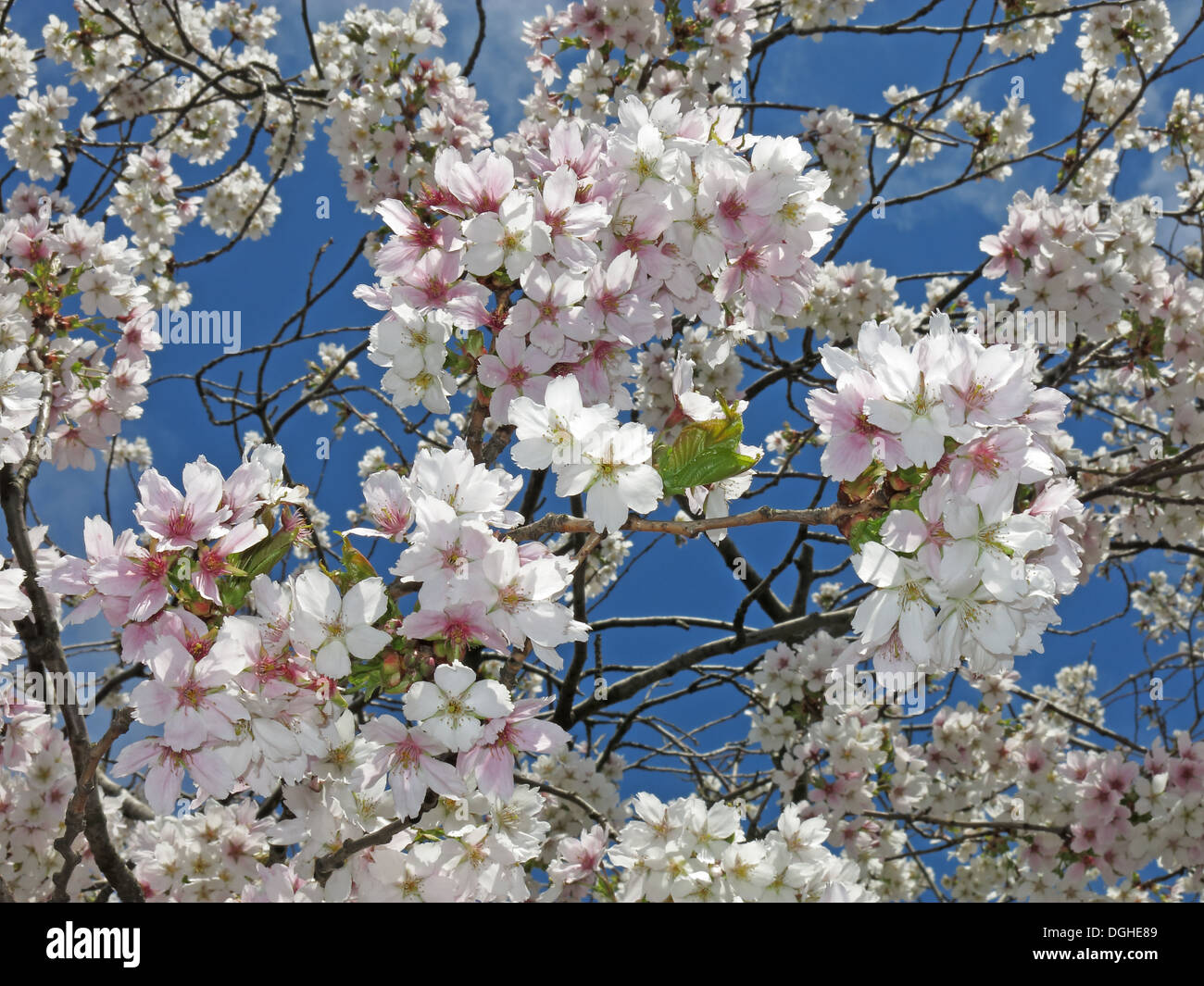 Segni di primavera nuovo bianco crema apple / Fiori di Ciliegio fiori contro un profondo cielo blu Inghilterra Foto Stock