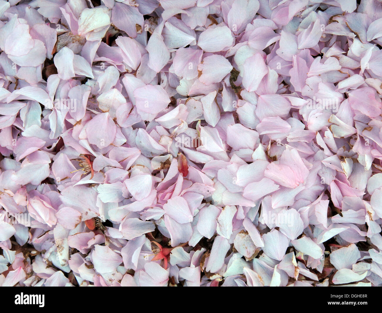Petali di fiori di primavera rosa misti, Cheshire, Inghilterra, Regno Unito, WA4 Foto Stock