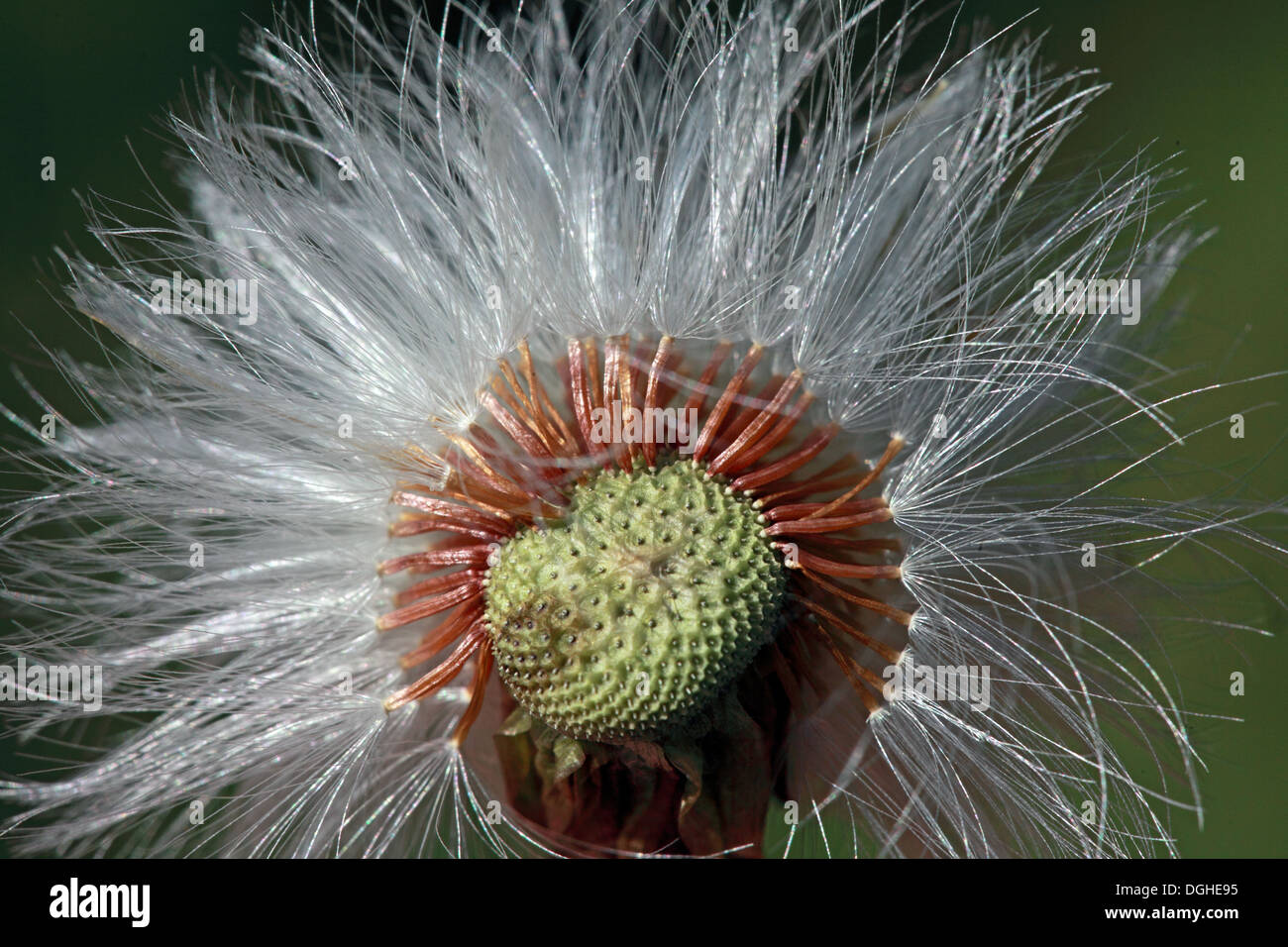 Orologio di tarassaco di semi Foto Stock