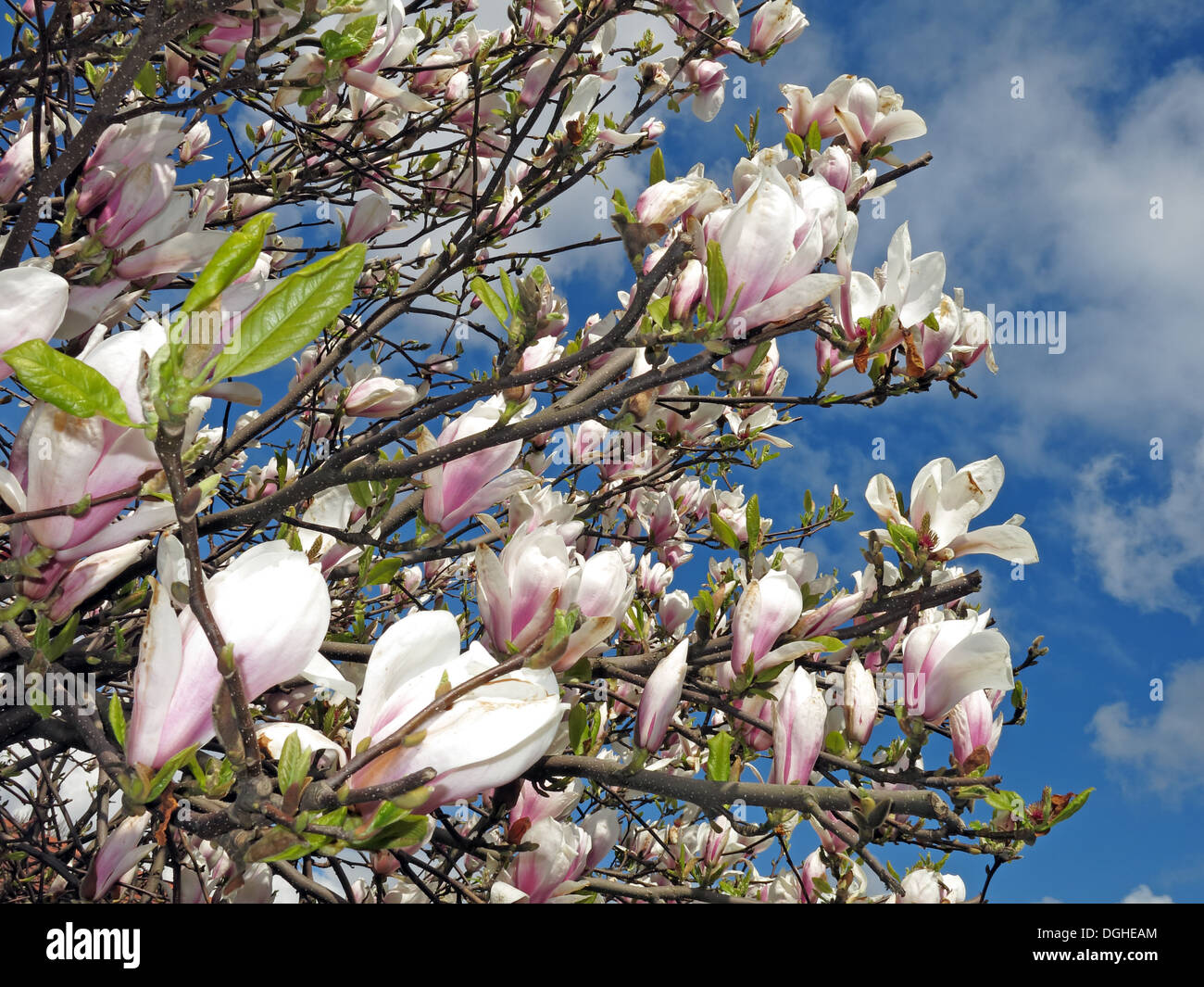 Fiori di arbusto di Magnolia, crema nella stagione primaverile europea Foto Stock