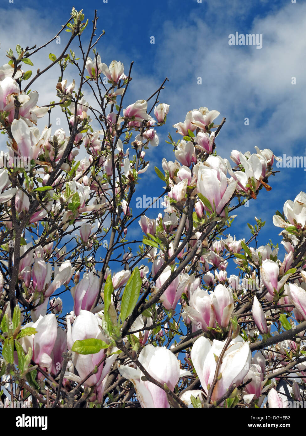 Fiori di arbusto di Magnolia, crema nella stagione primaverile europea Foto Stock