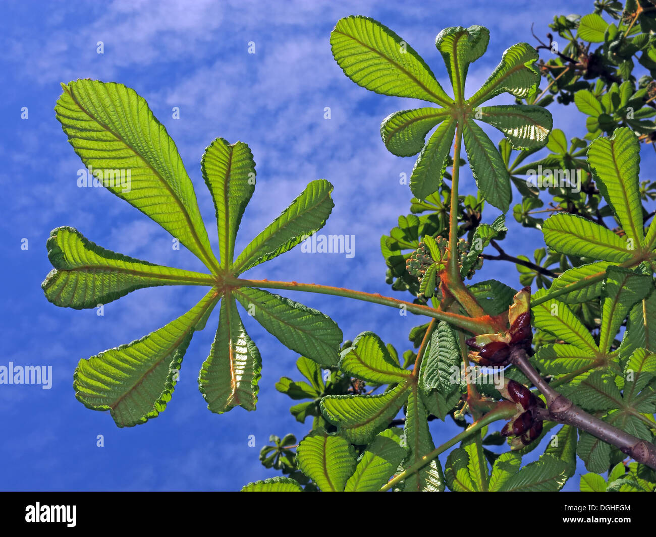 Nuovo ippocastano crescita foglia contro una molla blu cielo, Cheshire, Inghilterra, Regno Unito Foto Stock