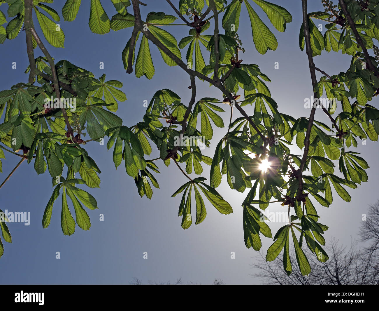 Ippocastano con il sole alle spalle, Aesculus hippocastanum in primavera Foto Stock