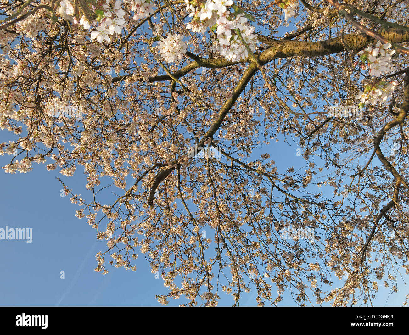 White bellissimo inglese fiori e fiori di primavera REGNO UNITO Foto Stock