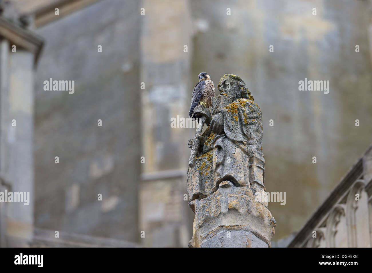 Falco pellegrino (Falco peregrinus) capretti appollaiato sulla scultura alla cattedrale nestsite Cattedrale di Norwich Norwich Norfolk Foto Stock