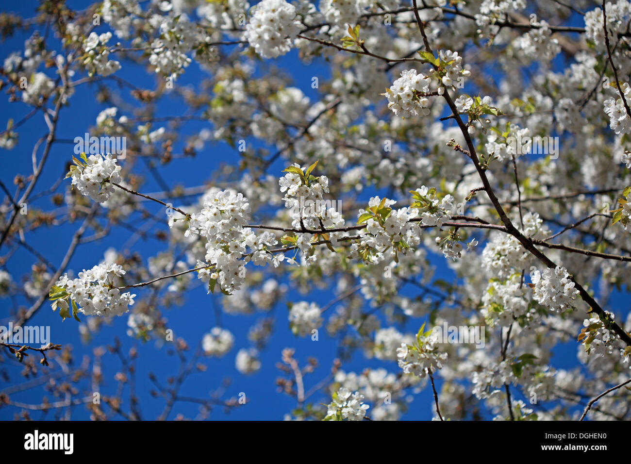 White bellissimo inglese fiori e fiori di primavera REGNO UNITO Foto Stock