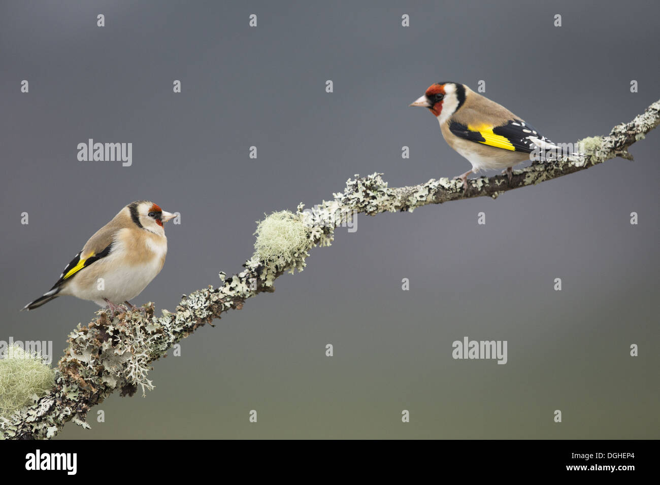 Cardellino europeo (Carduelis carduelis) due adulti, appollaiato su un lichene coperto ramoscello, Scozia, Febbraio Foto Stock