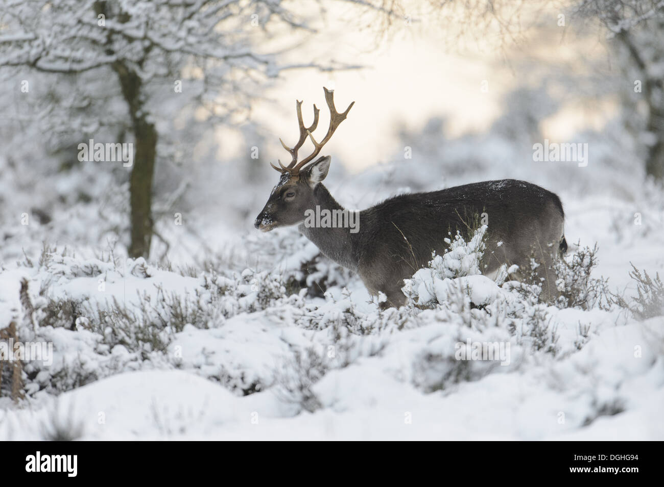 Daini (Dama Dama) forma scuro buck matura piedi tra coperta di neve vegetazione Cannock Chase Staffordshire Inghilterra Foto Stock