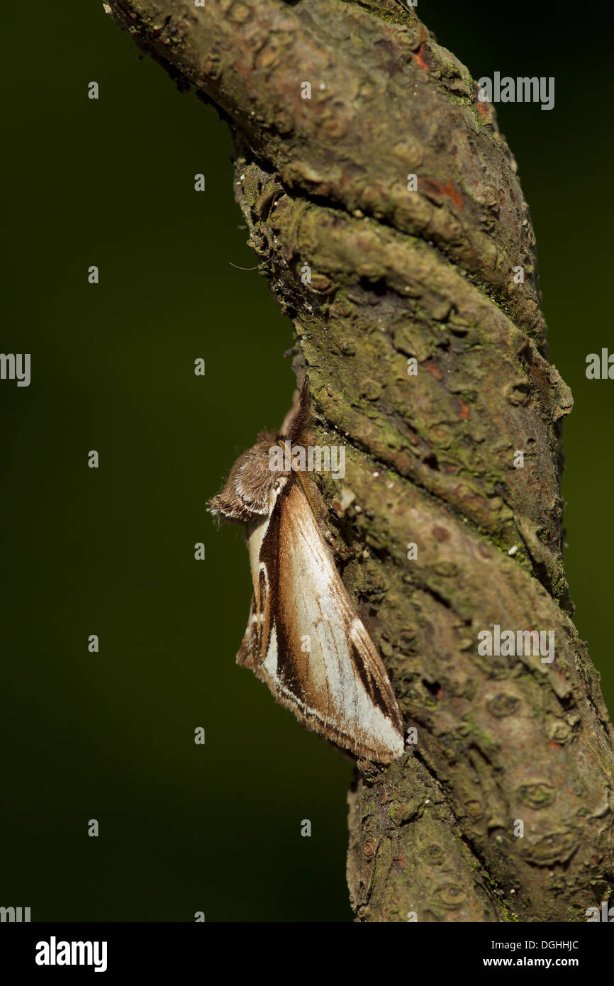 Minor Swallow prominente (Pheosia gnoma) adulto, Sheffield South Yorkshire, Inghilterra, Giugno Foto Stock