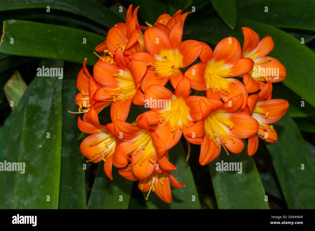 Clivia miniata, Natal Lily Foto Stock