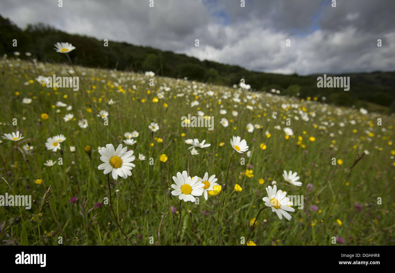 Margherita occhio di bue (Leucanthemum vulgare) e Prato Buttercup (Ranunculus acris) fioritura crescente di massa nel prato di habitat Carr House Foto Stock