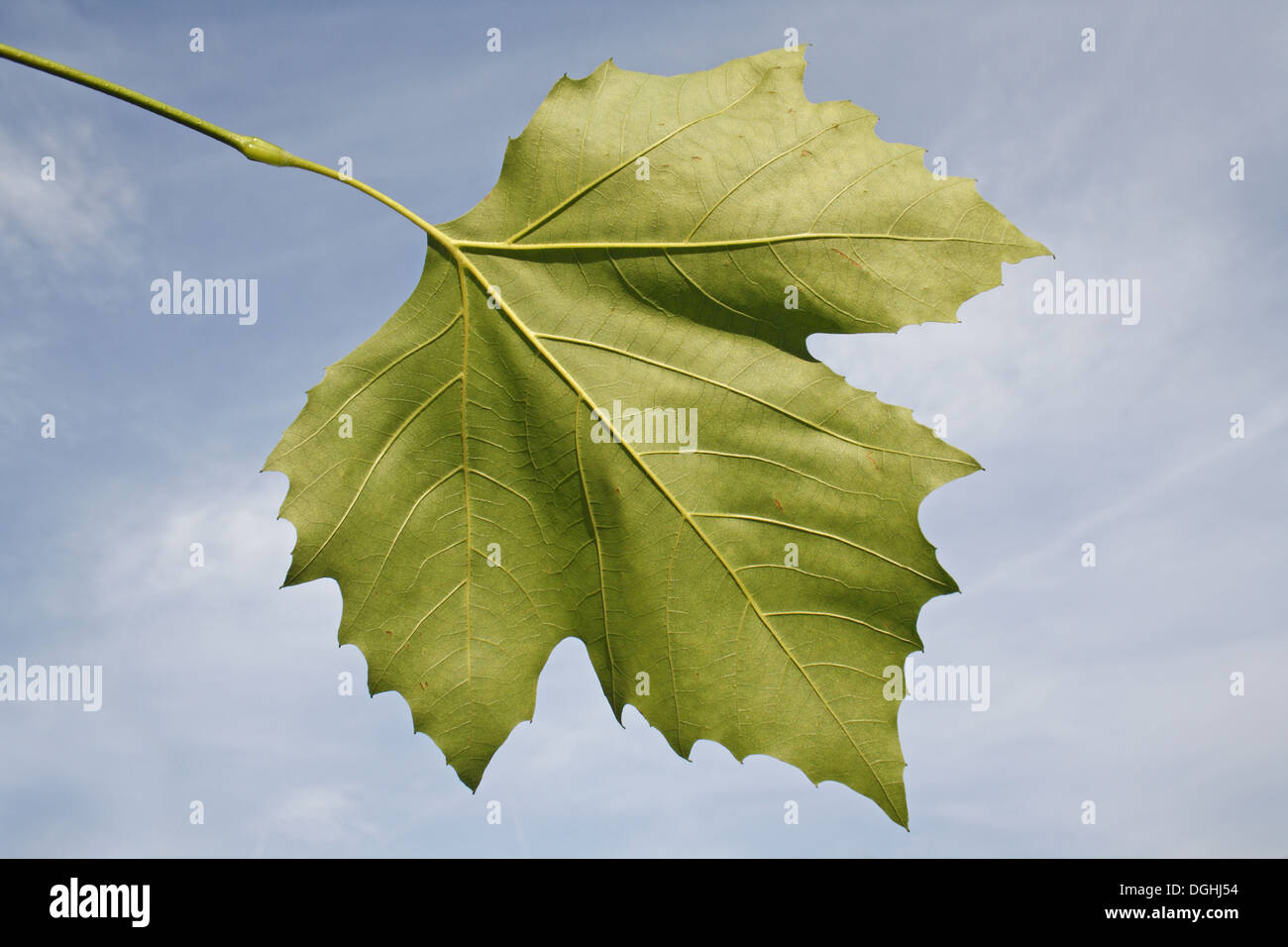 London piano (Platanus x hispanica) close-up di foglie inferiore nel giardino, Suffolk, Inghilterra, Agosto Foto Stock
