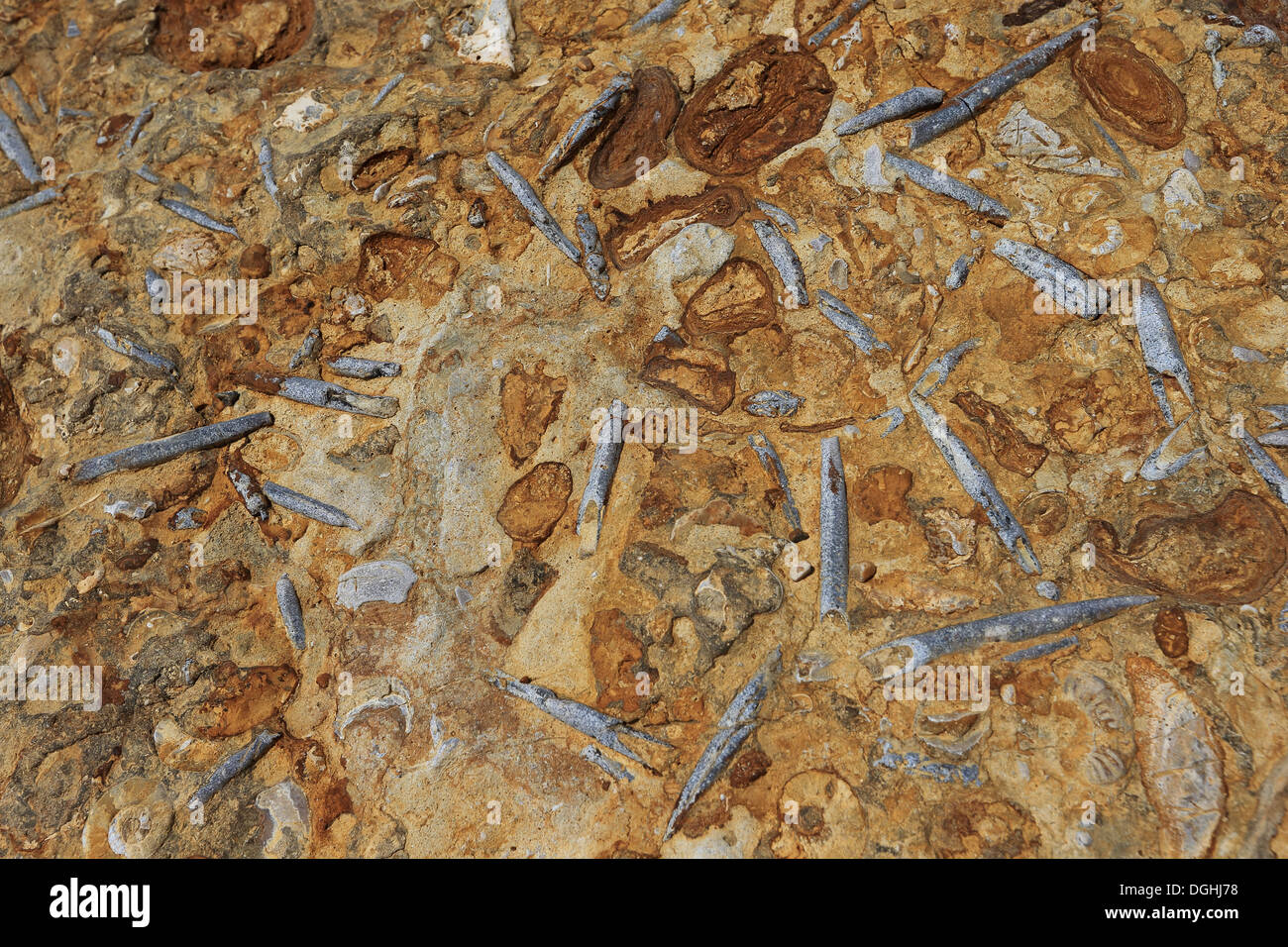 Belemnite rostro fossili nella roccia alla base della scogliera sulla spiaggia, Dorset, Inghilterra, può Foto Stock