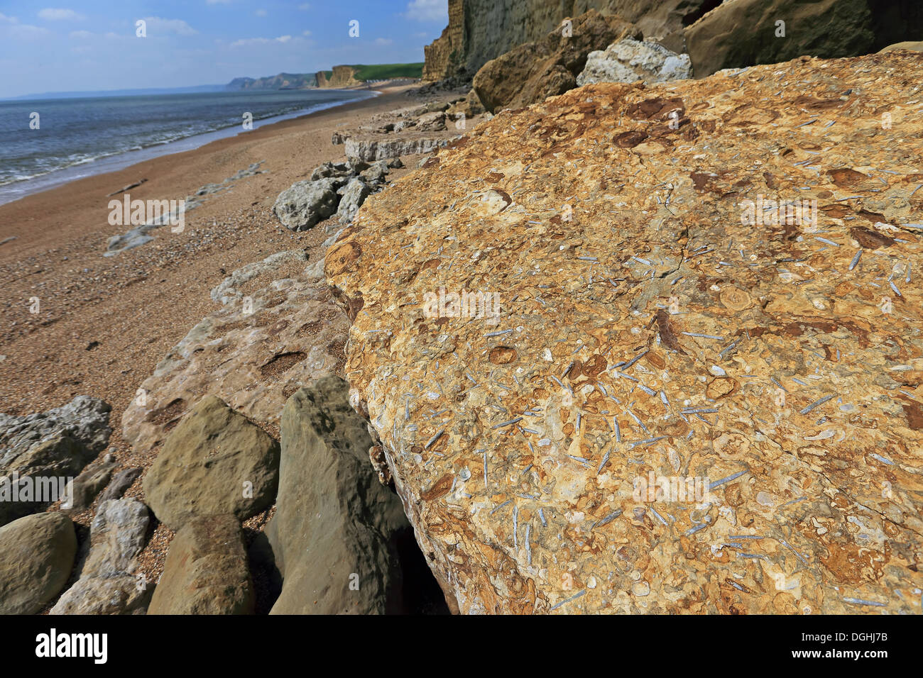 Belemnite rostro fossili nella roccia alla base della scogliera sulla spiaggia, Dorset, Inghilterra, può Foto Stock