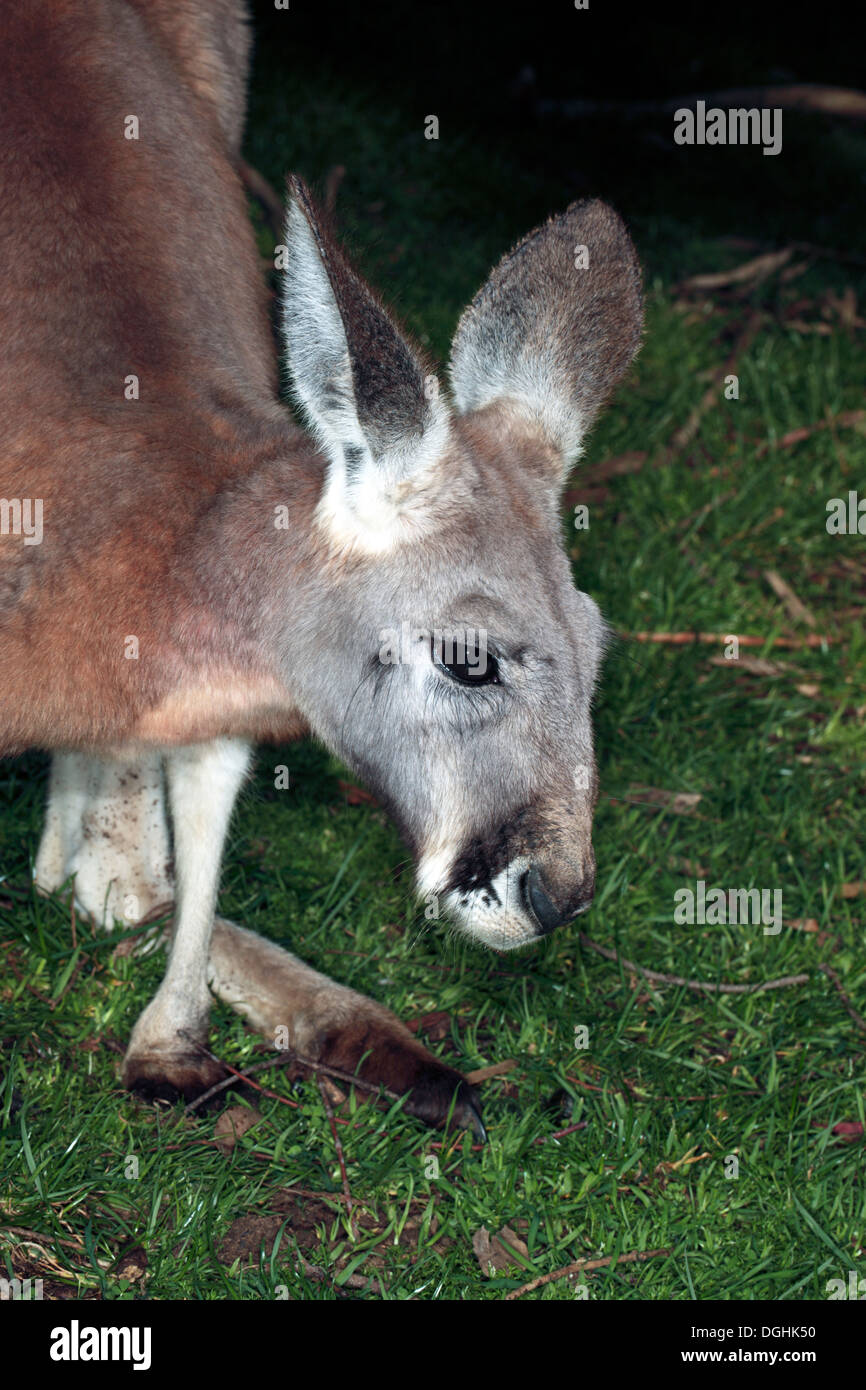 Australia orientale grigio Canguro - Macropus giganteus-famiglia Macopodidae Foto Stock