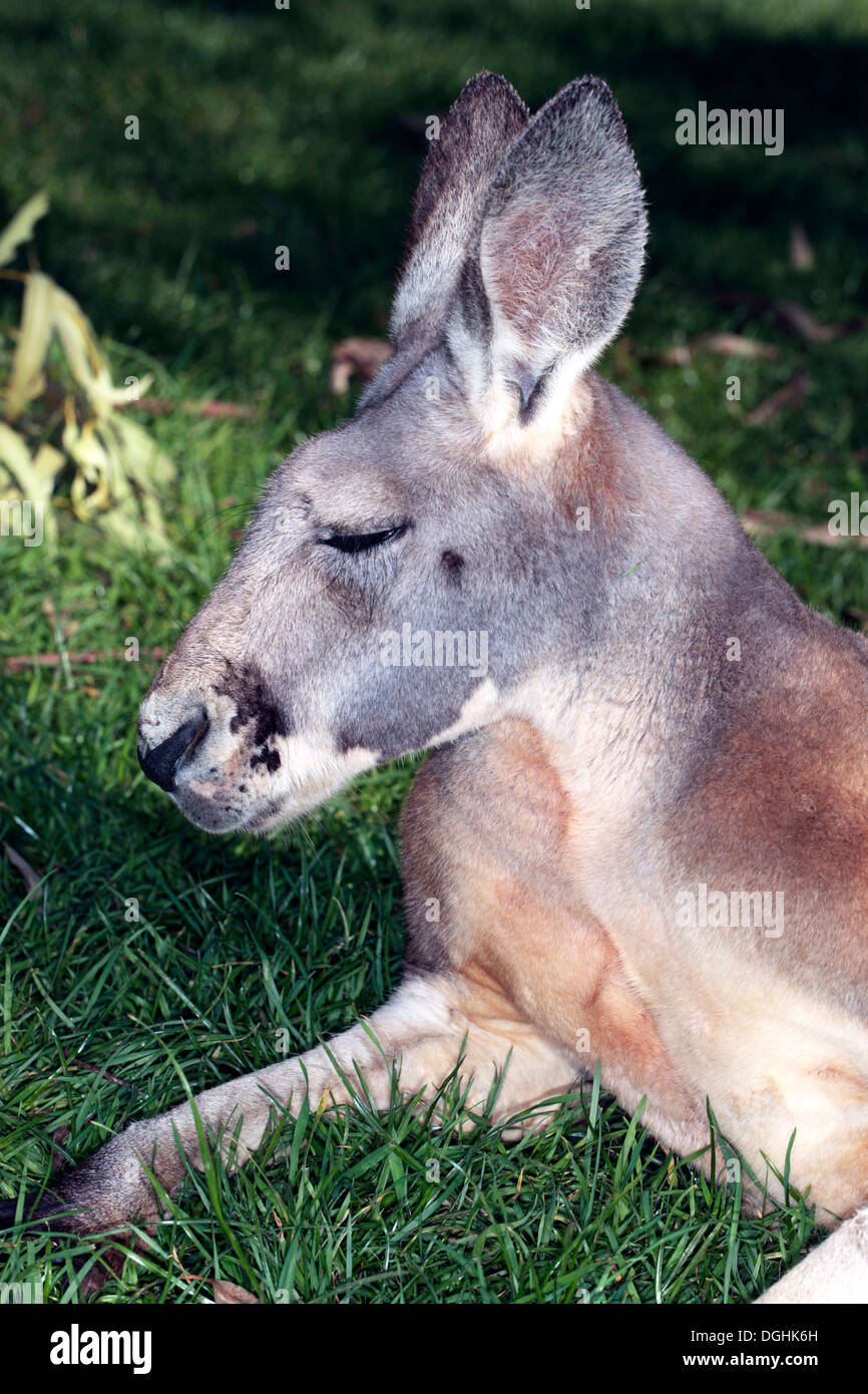 Australia orientale Canguro grigio sonnecchia - Macropus giganteus-famiglia Macopodidae Foto Stock