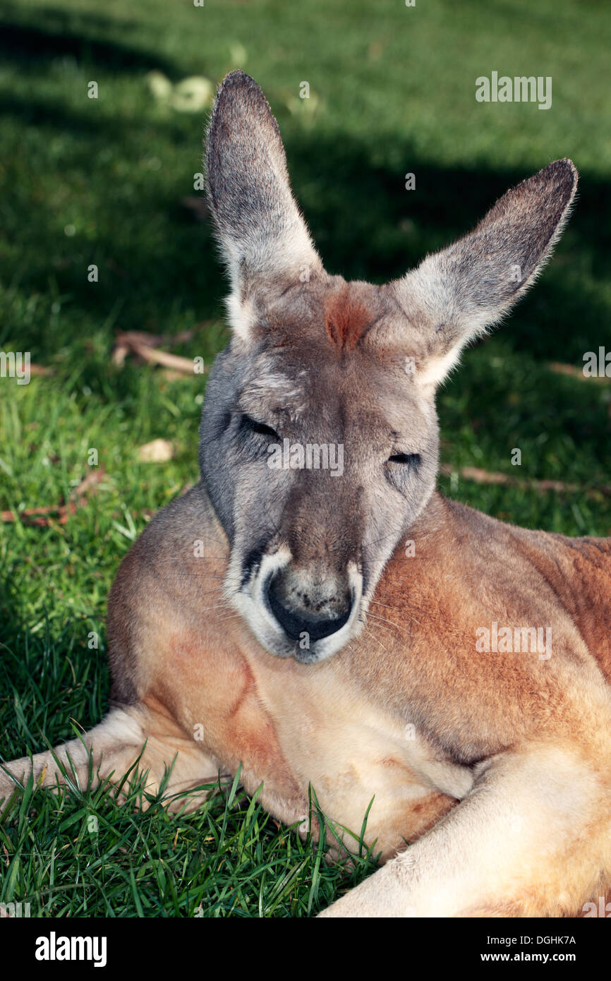 Australia orientale Canguro grigio sonnecchia - Macropus giganteus-famiglia Macopodidae Foto Stock
