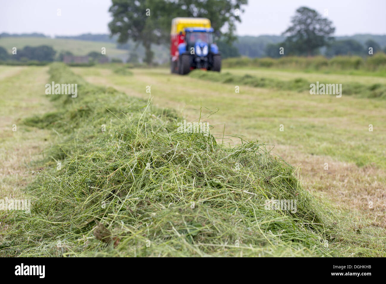 Erba tagliata nel campo pronto per essere prelevato dal trattore con rimorchio per il foraggio, Grimsargh, Preston, Lancashire, Inghilterra, Luglio Foto Stock