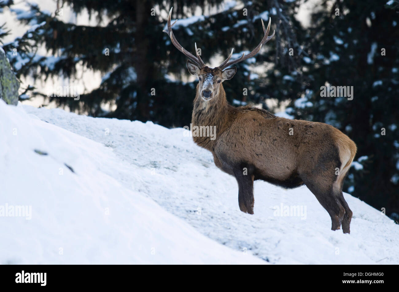 Il cervo (Cervus elaphus) in una foresta innevata clearing, alta Alpine Parco Naturale delle Alpi dello Zillertal in Tirolo, Austria, Europa Foto Stock