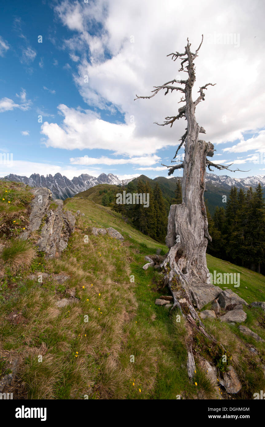 Albero morto nella parte anteriore del Kalkkoegel mountain range, Tirolo, Austria, Europa Foto Stock