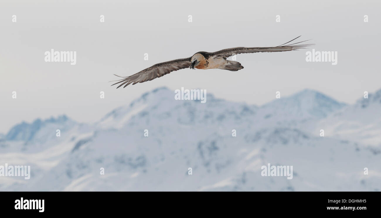 Gipeto, anche Lammergeier o Lammergeyer (Gypaetus barbatus) in volo su una catena montuosa, Vallese, Svizzera Foto Stock