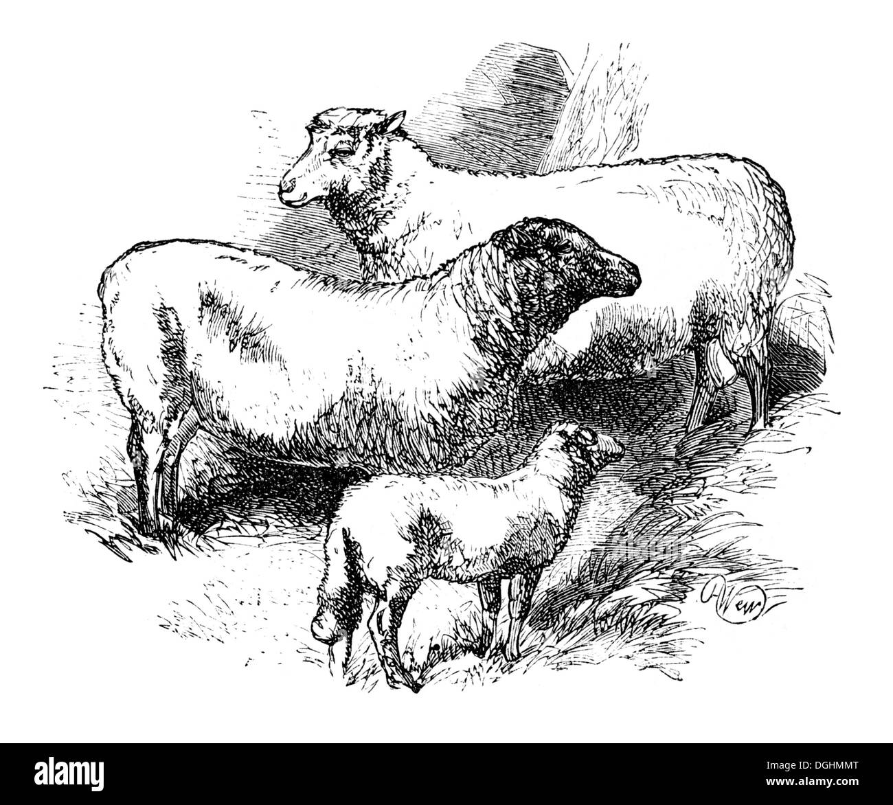 Pecore Merino, storico illustrazione da: Marie Adenfeller, Friedrich Werner: illustrato la cucina e il servizio di pulizie prenota Foto Stock