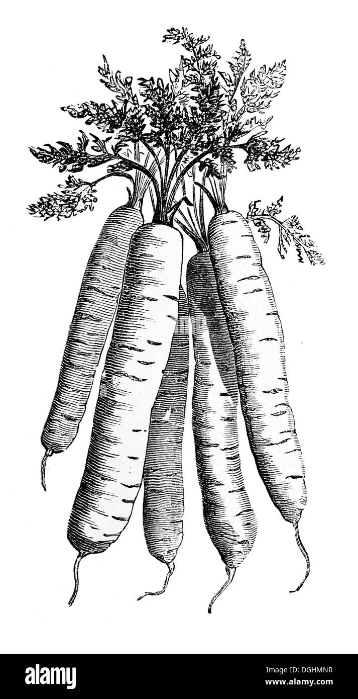 Il francese la carota, storico illustrazione da: Marie Adenfeller, Friedrich Werner: illustrato la cucina e il servizio di pulizie prenota Foto Stock