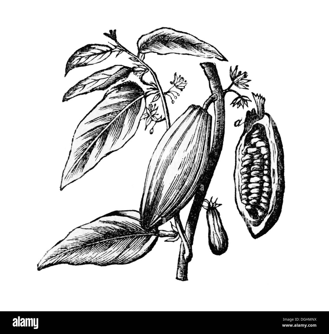 Rami e frutto dell'albero di cacao, storico illustrazione da: Marie Adenfeller, Friedrich Werner: illustrato e cottura Foto Stock