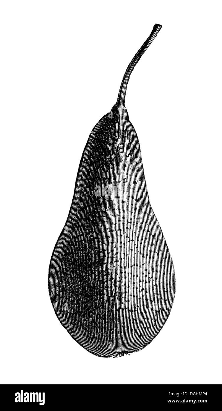Sparbirne pera, storico illustrazione da: Marie Adenfeller, Friedrich Werner: illustrato la cucina e il servizio di pulizie prenota Foto Stock
