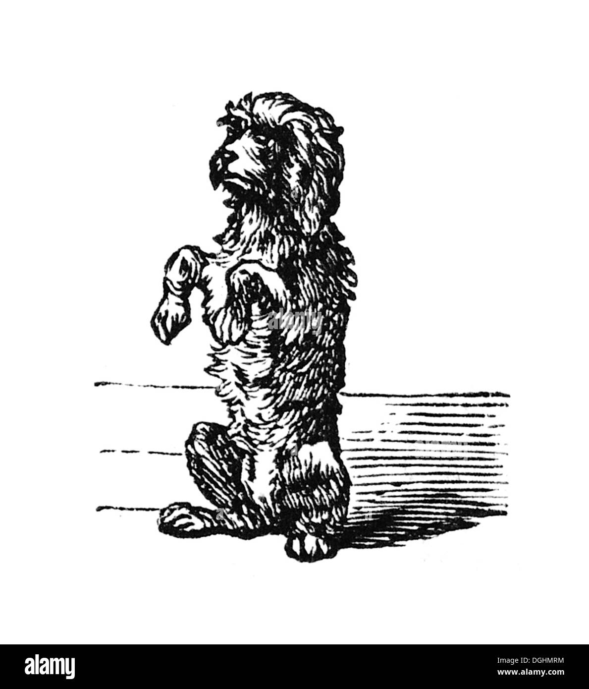 Vignette, poodle accattonaggio, storico illustrazione da: Marie Adenfeller, Friedrich Werner, illustrata la cucina e il servizio di pulizie Foto Stock