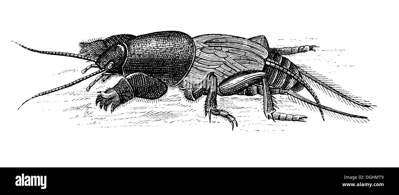 Mole cricket, illustrazione storico, Theodor Lange, generale illustrato libro giardino, Volume 2, Lipsia 1902, p. 221, fig. 204 Foto Stock