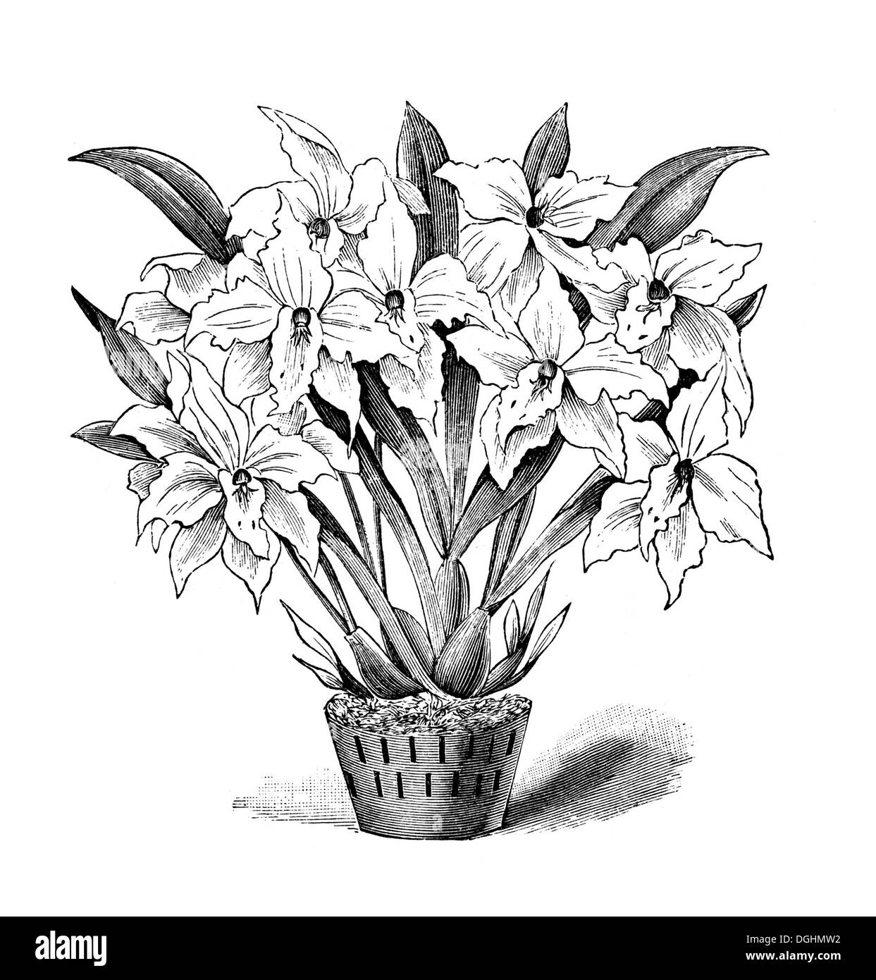 Orchid, illustrazione storico, Theodor Lange, generale illustrato libro giardino, Volume 1, Lipsia 1902, p. 654, fig. 677 Foto Stock