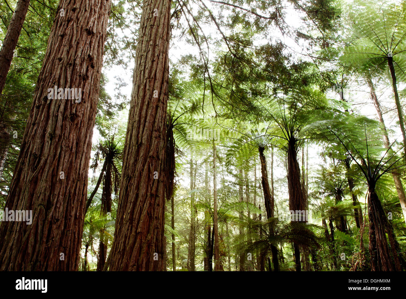 Redwood e felce foresta di alberi Foto Stock