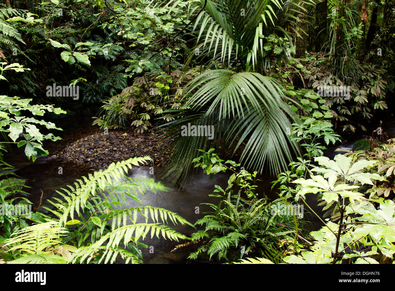 Lussureggiante fogliame nella giungla tropicale Foto Stock