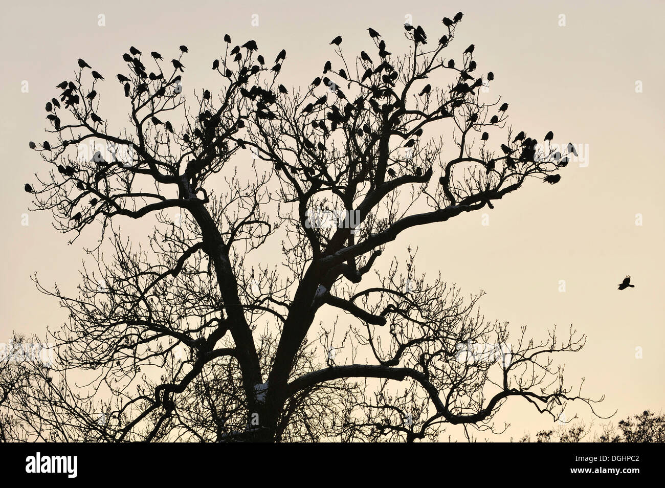 Costruzione di Rooks (Corvus frugilegus) appollaiato in un albero, in Sassonia, Germania Foto Stock
