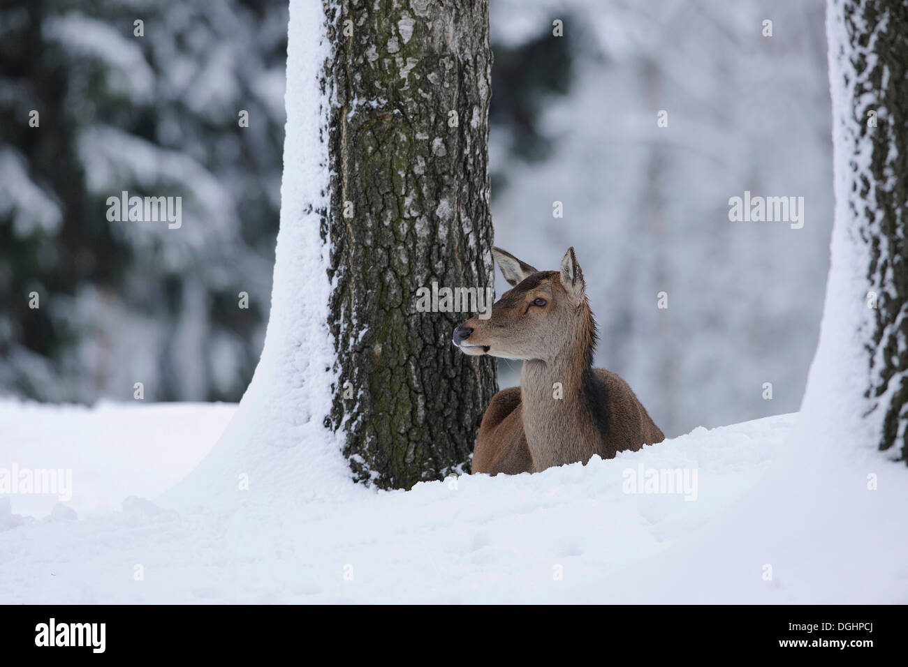 Il cervo (Cervus elaphus), hind in un cappotto invernale, giacente nella neve, captive, Bassa Sassonia, Germania Foto Stock