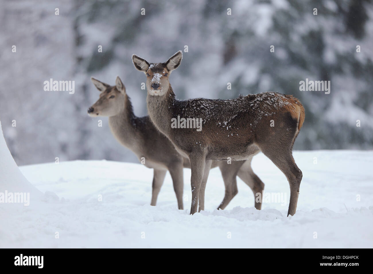 Il cervo (Cervus elaphus), due hind in piedi nella neve, Bassa Sassonia, Germania Foto Stock