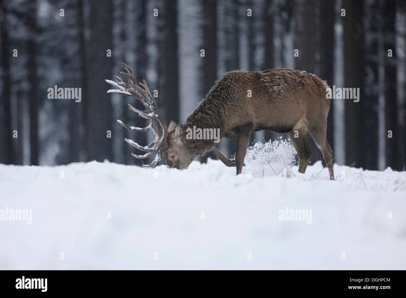 Il cervo (Cervus elaphus), hart foraggio per il cibo sotto la neve, captive, Bassa Sassonia, Germania Foto Stock